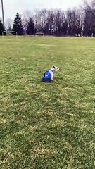 Disabled Doggy Still Enjoys Exercise