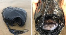 Californie : ce gros poisson, qui vit dans les profondeurs des océans, s'est échoué sur une plage
