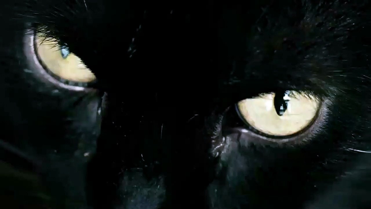 Black cat