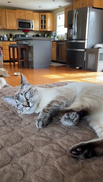 Kitty Has a Battle With His Own Foot