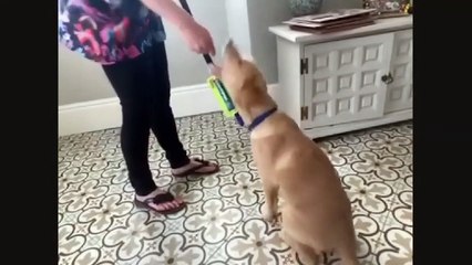 The Support Dogs charity in Sheffield have had to train their new recruits via Zoom meetings during lockdown