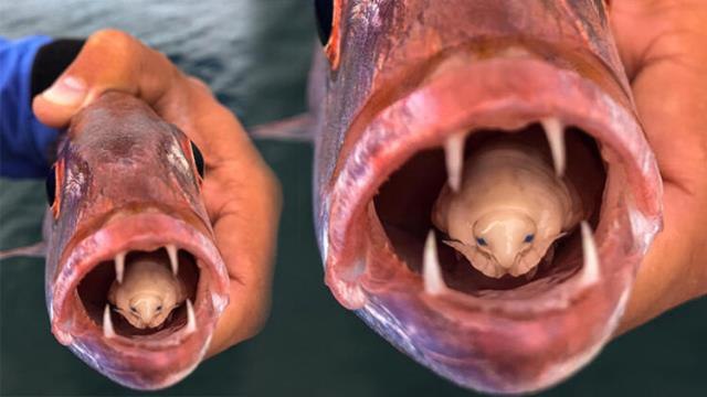 Tuttuğu balığın fotoğrafını çeken genç, farkında olmadan bir ilke imza attı