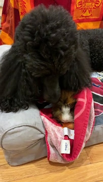 Doggy Helps Dry Guinea Pig After Bath Time