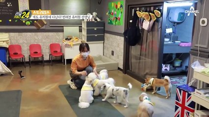 반려견 유치원의 수업시간, 건강 진단부터 사물 인지 수업까지!