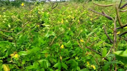 NATUTHE KINKELIBA ADAMAS INTERVIEWE