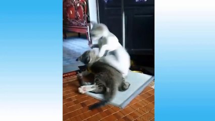 Cute Pets And Funny Animals Compilation #23 - Pets Garden