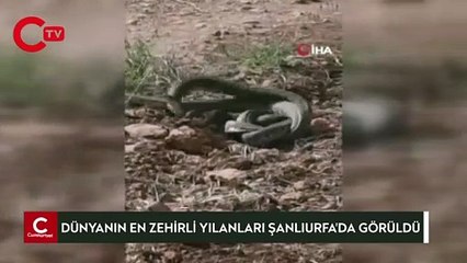 Dünya’nın en zehirli yılanları Şanlıurfa’da görüldü