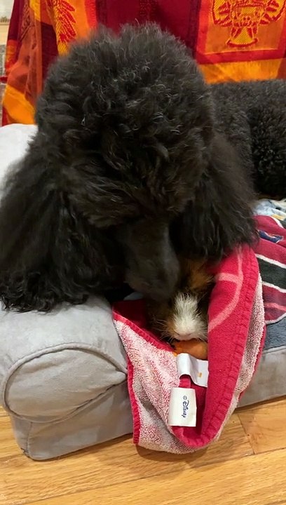 Doggy Helps Dry Guinea Pig After Bath Time