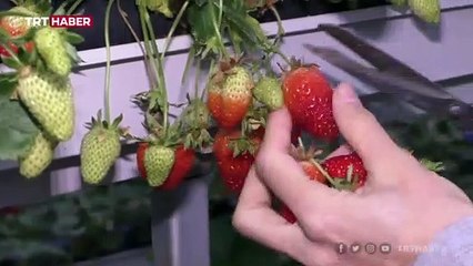 Emlakçılığı bırakıp çilek üretmeye başladılar