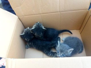 - Mahsur kalan kedilerin yardımına itfaiye koştu