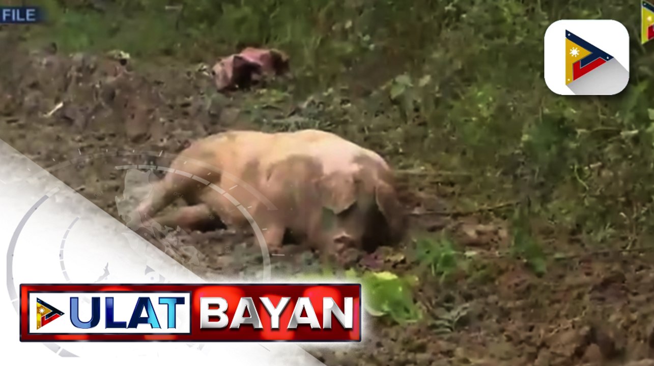 Pondo ng Department of Agriculture, posibleng i-realign para sa pagpaparami ng baboy; Sec. Dar: BAI, magsasagawa ng random testing sa mga imported meat at meat products
