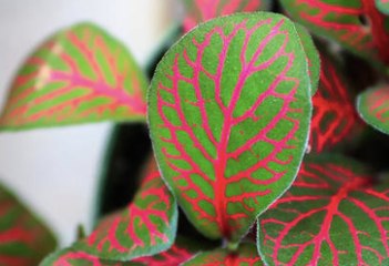 10 plantas amantes de la humedad que prosperarán en tu baño