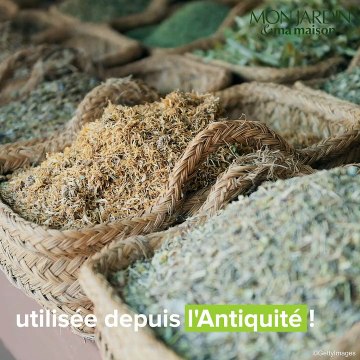 Les bienfaits étonnants du thym !