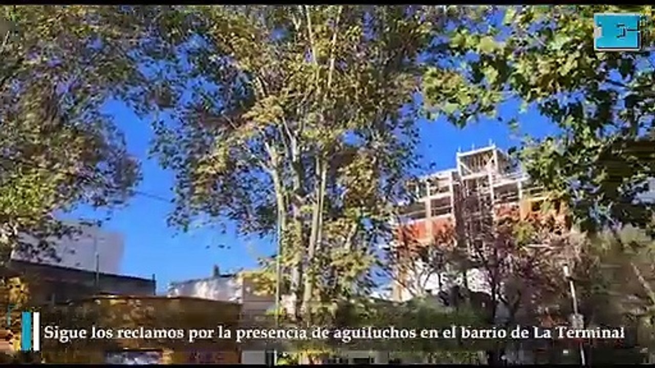 Sigue los reclamos por la presencia de aguiluchos en el barrio de La Terminal