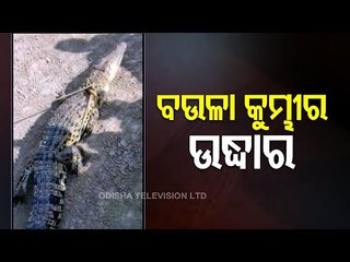5Ft Long Saltwater Crocodile Rescued From Panchupada River In Balasore Sadar