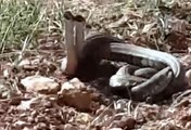 Tek ısırığı 10 dakika içinde öldüren yılanlar Şanlıurfa'da çiftleşme dansı yaparken görüntülendi
