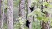 Mama Bear Watches as Cubs Climb Tree