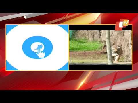 Madhya Pradesh CM Urges Odisha For Proper Care Of Tigress Sundari