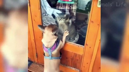Funniest  Dogs and  Cats - Awesome Funny Pet Animals Videos ep 01