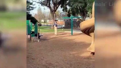 Funniest  Dogs and  Cats - Awesome Funny Pet Animals Videos ep 04