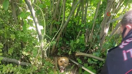 Ağacın dibine sıkışan köpek için seferber oldular