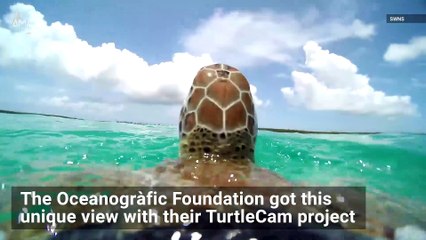 Take a Look at the Life of a Sea Turtle With This Must-See Turtle Cam