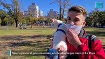 Sacar a pasear al gato con correa, una tendencia que crece en La Plata
