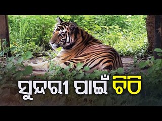 MP Chief Minister Writes To Naveen To Ensure Proper Care Of Tigress ‘Sundari’