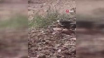 Şanlıurfa'da zehirli engerek yılanları görüldü
