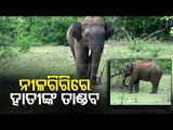 Balasore | Elephants In Rampage In Nilagiri, Reaction Of Locals
