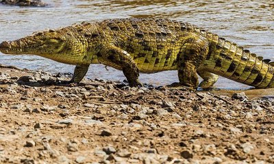 السيطرة على تمساح كان يتجوّل في مدينة القصيم