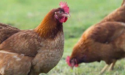 فيديو على تويتر لدجاجة تطارد كلبا يحقق ملايين المشاهدات