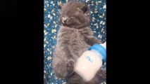 _heartpulse_Cute And Funny Pets _ Try Not To Laugh To These Pets Compilation - 16_heartpulse_ Cutest Lands ( 1080 X 1920 )