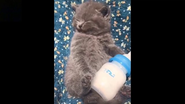 _heartpulse_Cute And Funny Pets _ Try Not To Laugh To These Pets Compilation - 16_heartpulse_ Cutest Lands ( 1080 X 1920 )