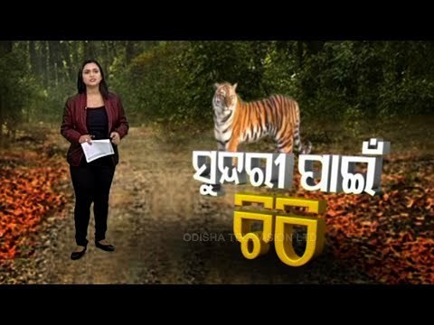 MP CM Writes Odisha CM To Take Care Of Tigress Sundari