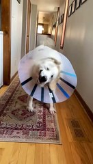 Satellite Dish Doggo Comes in for Landing