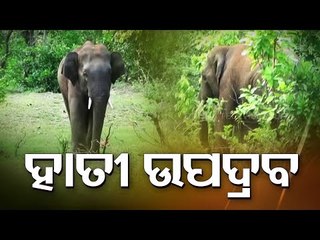 Elephant Herd Damages Crops, Local In Panic In Kuldiha, Balasore