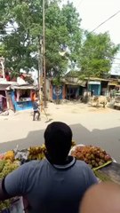 Big Bull Takes Elderly Man for a Toss