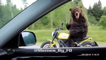 Russian Bears Vs American Bears Meme