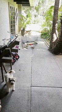 Determined Terrier Pups Push Cage