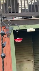 Hummingbirds have Dance-off over Feeder