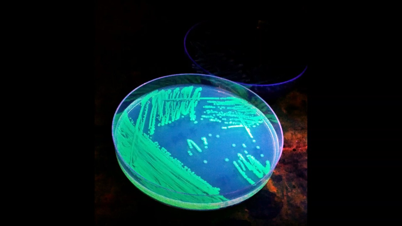 12Hz Bacterial Toxin