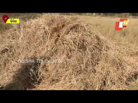 Odisha- Panic Grips Binika As Elephant Herd Wreaks Havoc