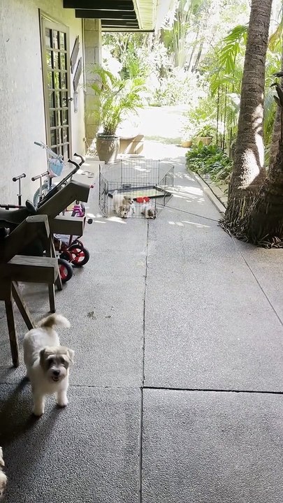 Determined Terrier Pups Push Cage