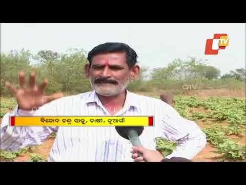 Vegetable Farmers Resort To Distress Sale Without Cold Storage Facility