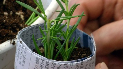 식물 기르고, 꽃 가꾸고..."치유농업, 치매 예방에 효과적" / YTN