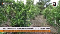 A partir del lunes una cooperativa de Andresito pagará a $43 el kilo de yerba y recomiendan al resto de los productores misioneros que fijen el mismo precio como base