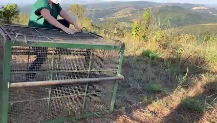 Tamanduá-bandeira de 2 metros é encontrado em quintal de casa