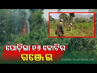 Ganja Cultivation Worth Over Rs 16 Crore Destroyed In Gajapati