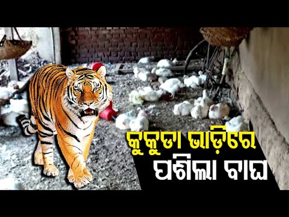 Leopard Enters Poultry Farm In Bolangir's Patnagarh